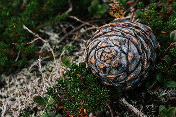 Botanical background in grey, green and brown colors. Forms created by nature. 