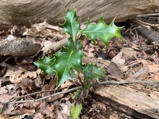 Close up picture of small holly sapling
