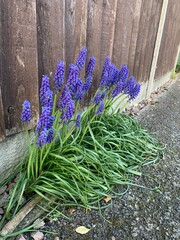 Blue grape hyacinth plant growing in gravel next to pavement 