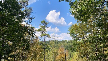 trees in the forest