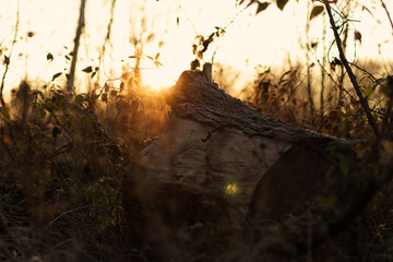 Lying tree stump in the forest illuminated by the morning sun. Deforestation or nature theme