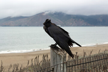A raven sits against the background of the sea, mountains, and fog and looks at us. The theme of loneliness.