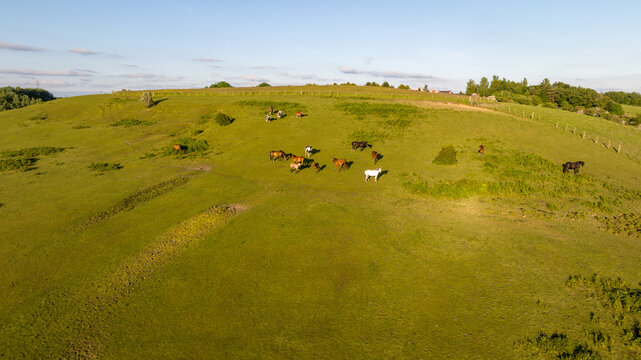 Top view of horses on mountain slope at horse farm. Horses are running on green grass