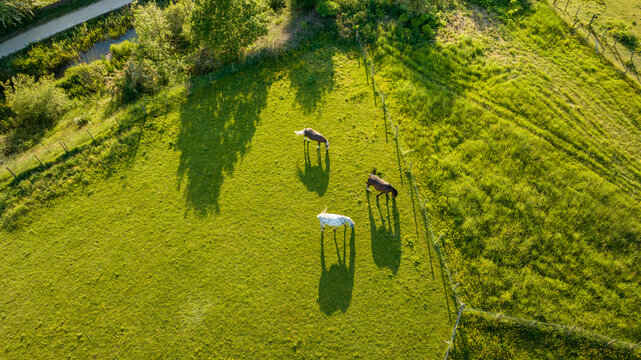 Top view of horses on mountain slope at horse farm. Horses are running on green grass