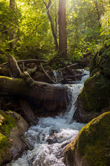 Water flow of waterfall cascade in nature forest landscape