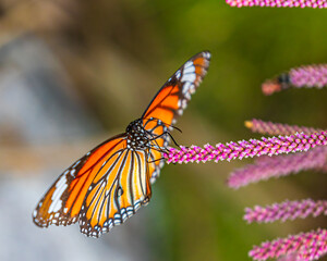 A Common Tiger Butterfly