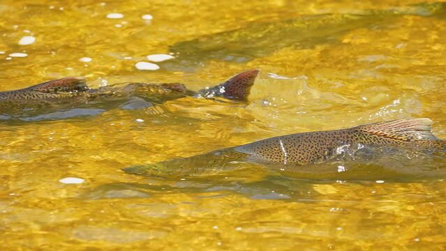Slow motion of Chinook salmon migrating up the Ganaraska water river upstream for spawning place. Waterfall with planty of salmon fish spawn. Corbett's Dam, Port Hope, Ontario, Canada.