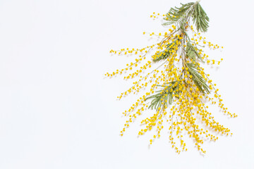 branch of mimosa flowers on white background