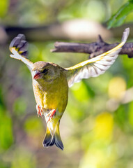 A green finch flies off a tree branch 