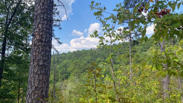 trees in the forest