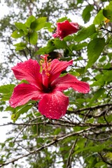 Red hibiscus flower on a branch with green leaves.