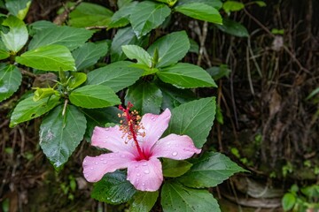 Pink hibiscus flower with rain drops on green leaves background