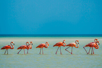 Flamingos on Isla Holbox, Mexico.