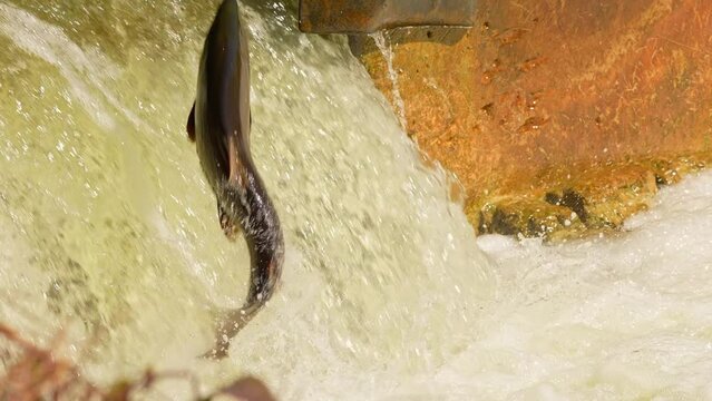 Salmon fish swimming and jumping waterfalls, slow motion. Spawn and migrating of Chinook salmon at Ganaraska River, Corbett's Dam, Port Hope, Ontario, Canada. Salmon run to lay roe or eggs.