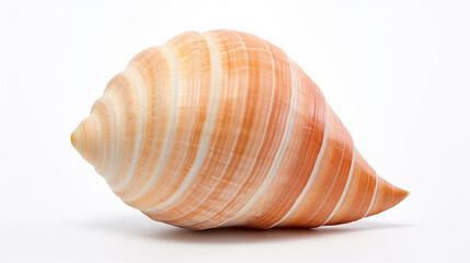 concha em fundo branco 