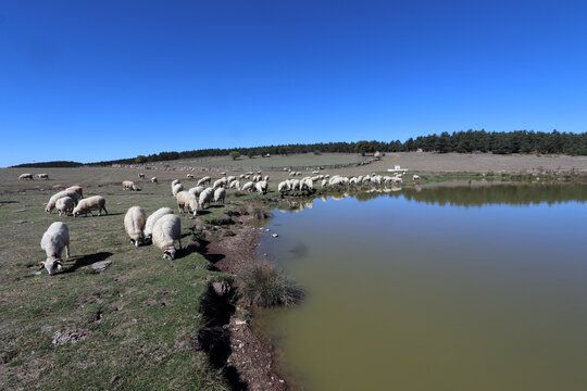 flock of sheep on the lake