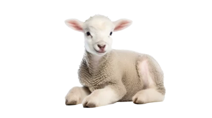 Foto op Canvas Cute lamb sitting on transparent background © Nazmus