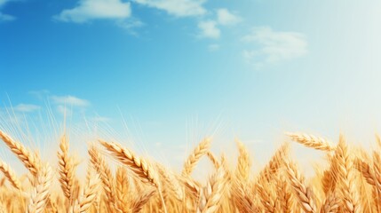Golden wheat field and blue sky with clouds. Rich harvest Concept.