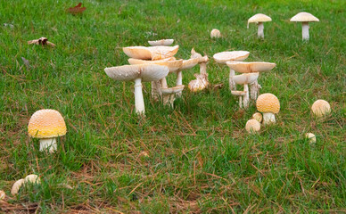 Wild Mushrooms Patch, Growing from Field in North Carolina