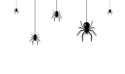 spider on a white background