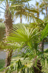 Several palm trees in a city park in the summer sun close-up