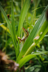 Lagarto arbóreo en hierba