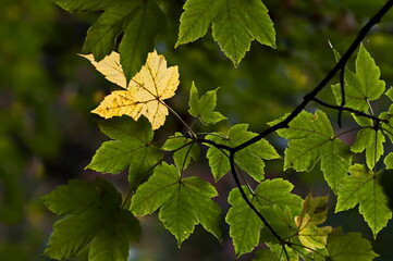 A branch with bright yellow leaves of a deciduous tree against the background of a part of a forest, Sofia, Bulgaria 