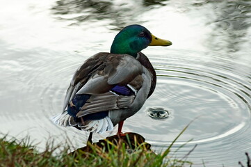 A male mallard duck rests on the shore of the lake, South Park, Sofia, Bulgaria  