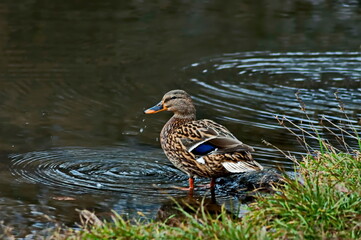 Female mallard duck  walk along the lake, South park, Sofia, Bulgaria  