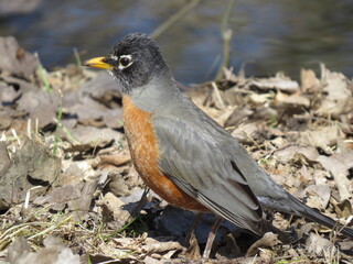 Robin in the Woods