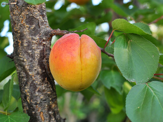 Apricots are ripening on a tree branch