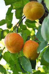 Apricots are ripening on a tree branch
