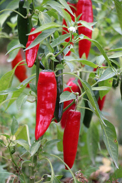 Hot chili pepper pods grow on a plant