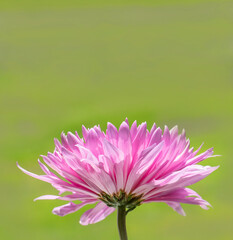 Pink Chrysanthemum Flower with soft Green Background