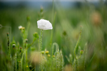 White poppy shines in the green meadow