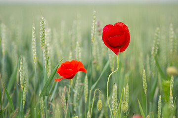 Bright red poppy with a cornfield background