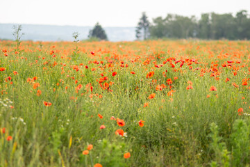 Red poppies - Papaver rhoeas field