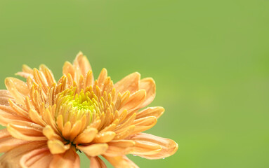 Single Orange Chrysanthemum Flower on Green Background