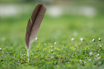 A feather with drops of water is in the meadow