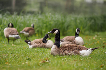 Canada goose lies in a meadow -Branta canadensis