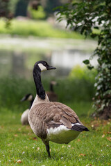 Canada goose stands on one leg and looks back