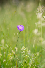 small purple flower shines in the green meadow
