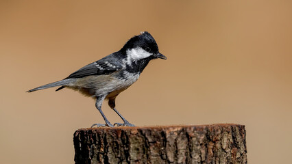 coal tit on branch in nature     