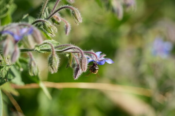 Biene auf Borretsch © Melanie