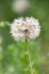 Portrait of a dandelion with a green background