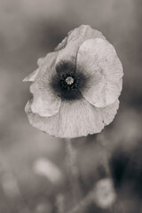 Portrait of a poppy / black and white photo