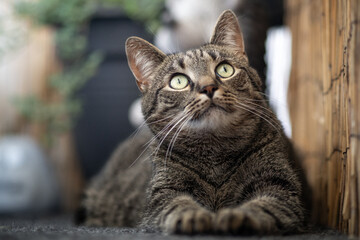 Cat lies relaxed and looks up