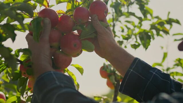 A gardener is engaged in growing apples on an industrial scale. Farmer's hands inspect red apples on tree branches for ripeness and harvest. A modern agronomist examines apples for pests