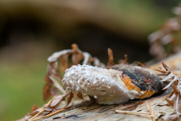 Close up of Fomitopsis pinicola with water droplets.