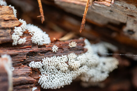 Close up of Ceratiomyxa fruticulosa, slime mold on trunk, white coral look full of tentacles. Extreme close up.
